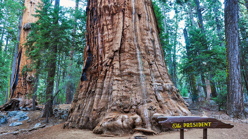 sequoia kings canyon president tree