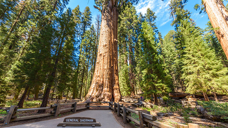 sequoia kings canyon shermantree