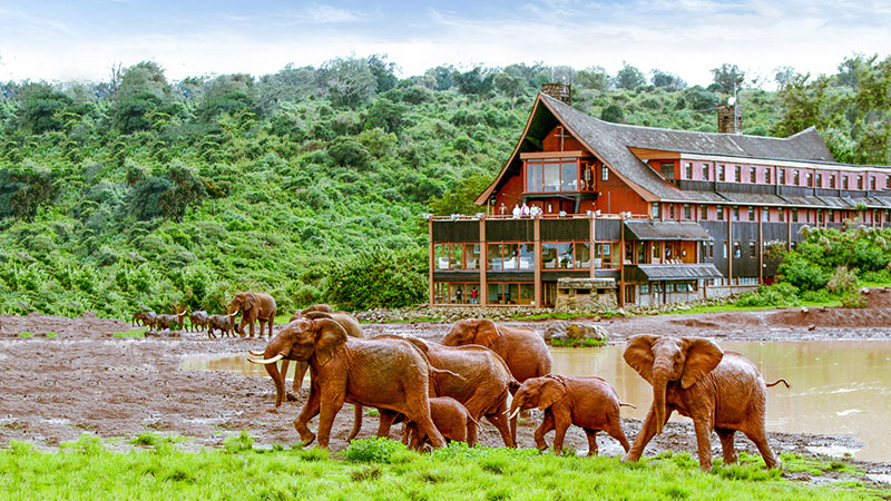 the ark lodge kenya