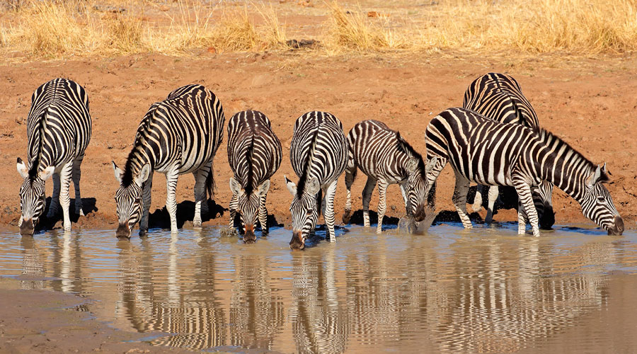 when should i go on safari african wildlife around watering hole hero