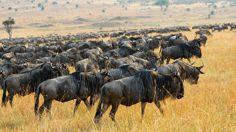 when should i go on safari herd of animals during great migration