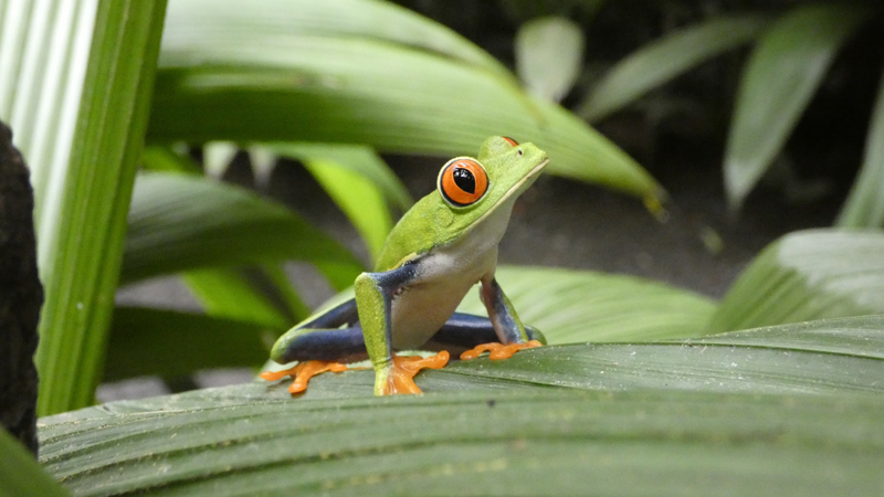 Frog Costa Rica