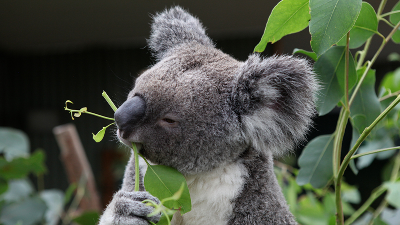 Koala Australia