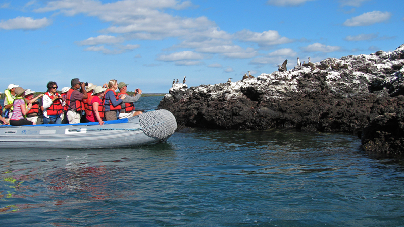 Penguins Boat Excursion Galapagos Islands