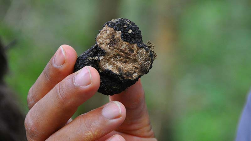 Croatia truffle