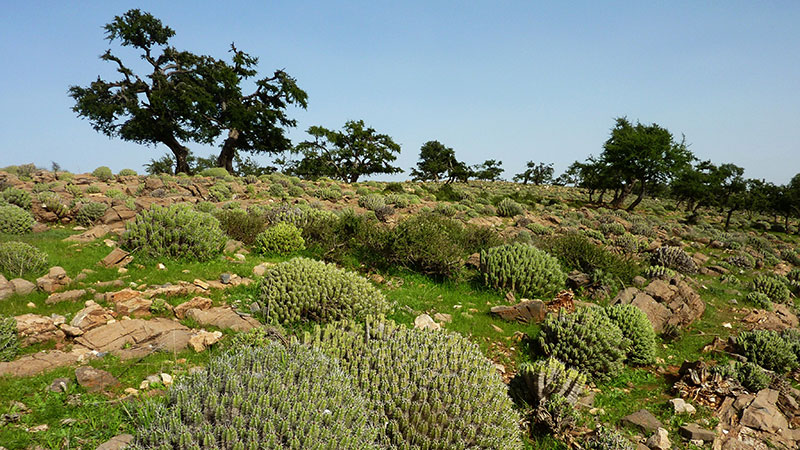 Resin Spurge cactus Morocco