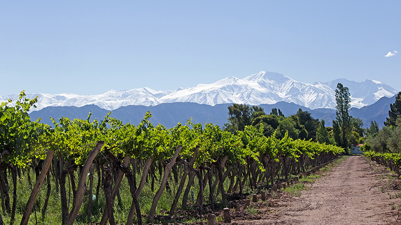 mendoza argentina vineyard