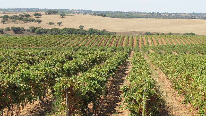 Vineyard Azores Portugal