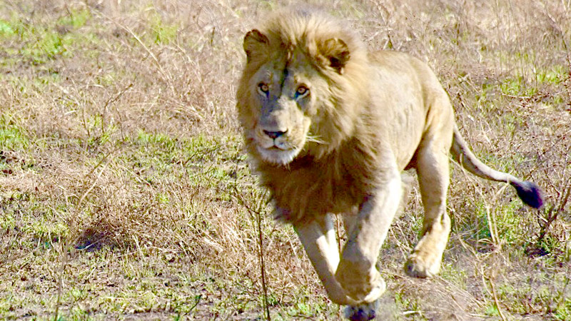 Lion African Safari