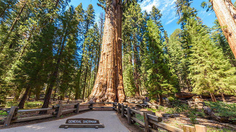 General Sherman tree Sequoia