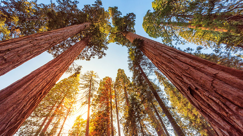 Sequoia National Park trees