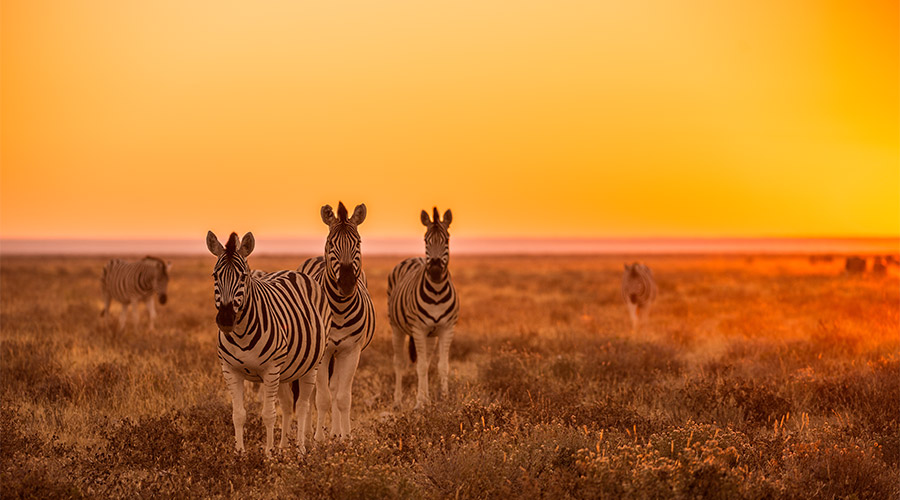 Zebra African Safari