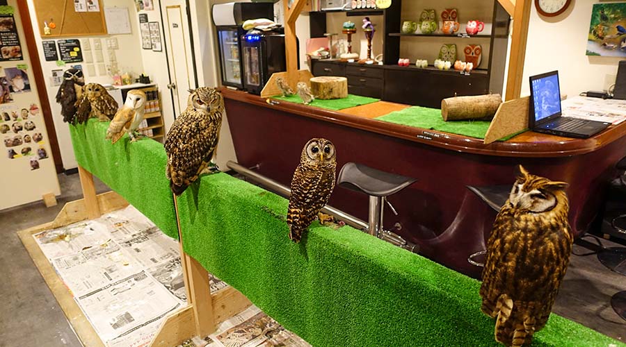 Owl Cafe Tokyo