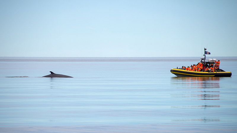 Quebec Whale watch