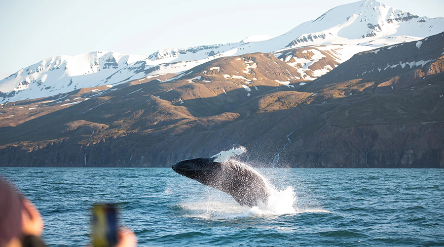 Whale Watching Iceland