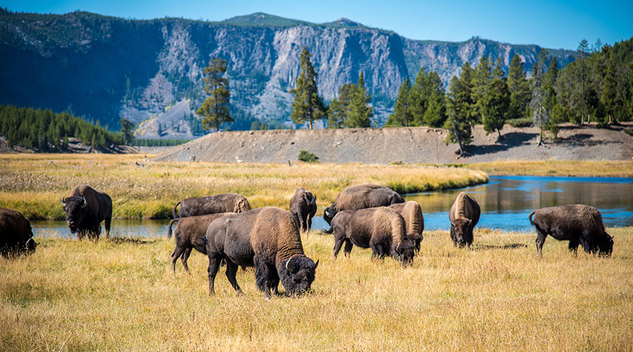 Bison Yellowstone