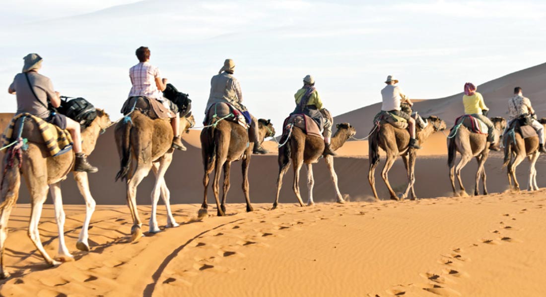 camels desert