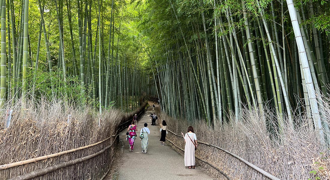 japan bamboo forest