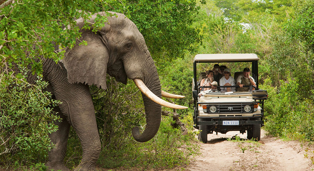 kruger national park game drive