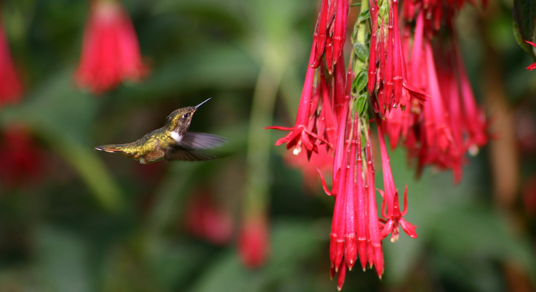 Dazzling biodiversity of Costa Rica