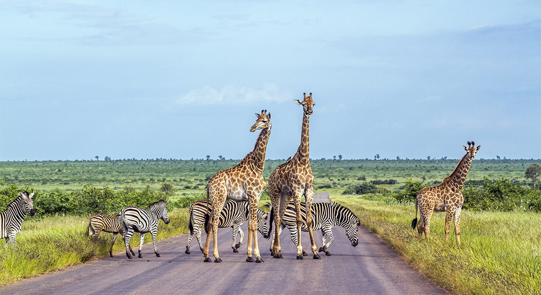 Africa Animal Reserve Botswana