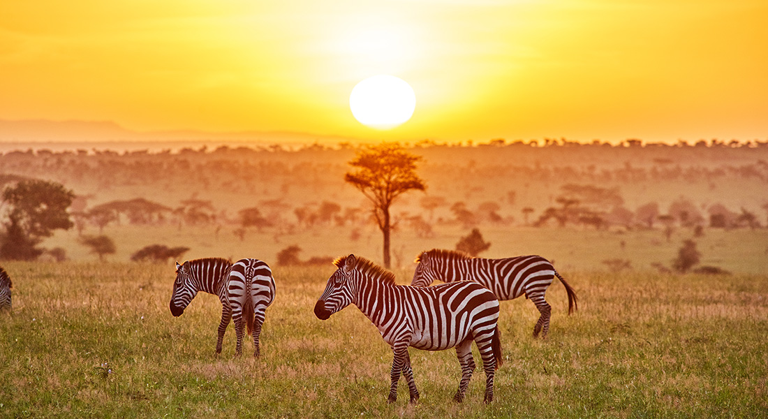 zebra safari wildlife