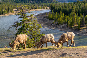 canadian rockies and alaskas inside passage jasper national park canada search