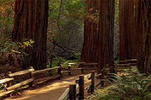 sequoia and kings national parks search