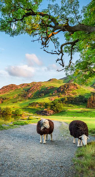 Celtic Traditions Search