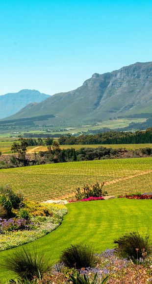 Iconic South Africa Search