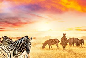 Zebras