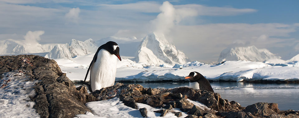 PenguinAntarctica 31052148 FotoliaRF 2854 960x380