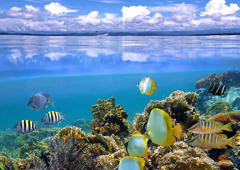 Great Barrier Reef - Australia - Collette