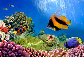 GreatBarrierReef_31880549_FotoliaRF_2372_284x192