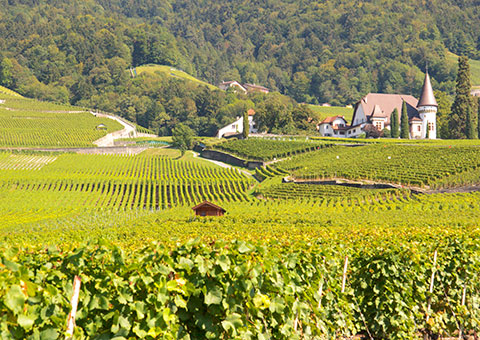 Vineyards_CVO_9283_480x340
