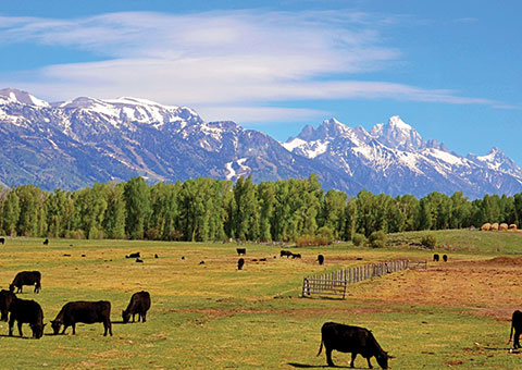 cowboycountry2480x320