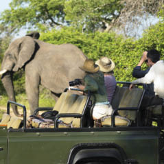 African Safari Elephant 129885354 AdobeStockRF