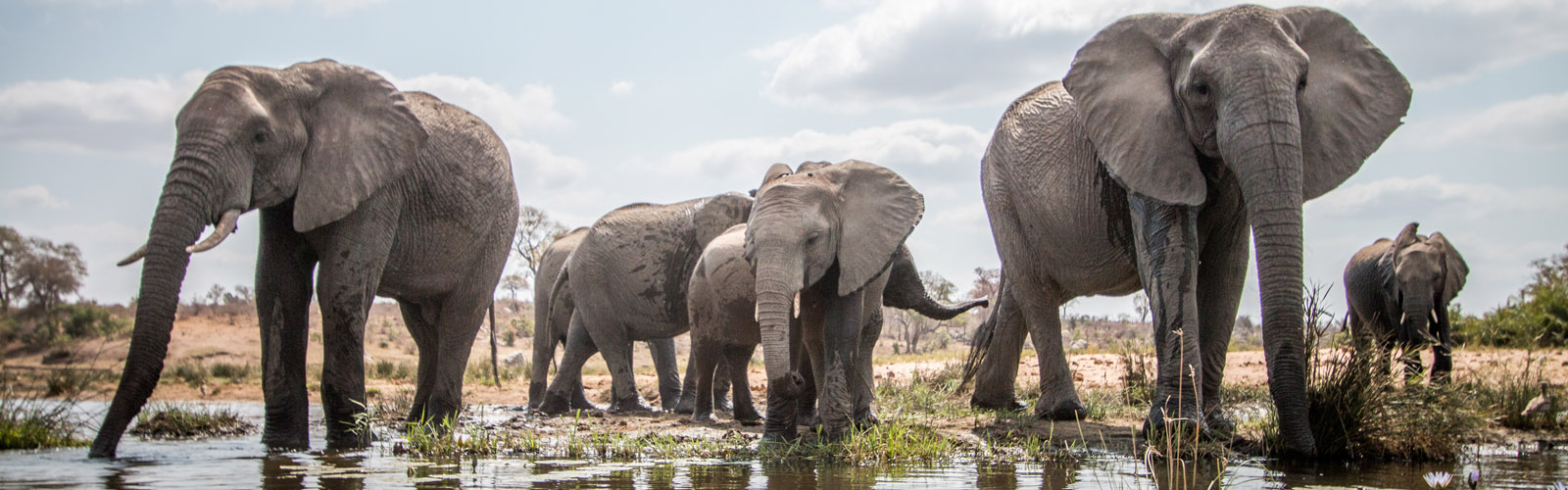 Kruger National Park Safari