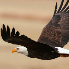 eagle AdobeStock 104355430