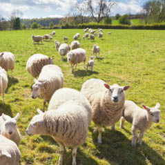 sheep cotswolds london uk  AdobeStock 56528039