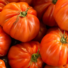 tomatoes AdobeStock 91906671