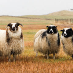 iceland sheep AdobeStock 173853145