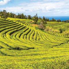 tea plantation azores AdobeStock 106717757