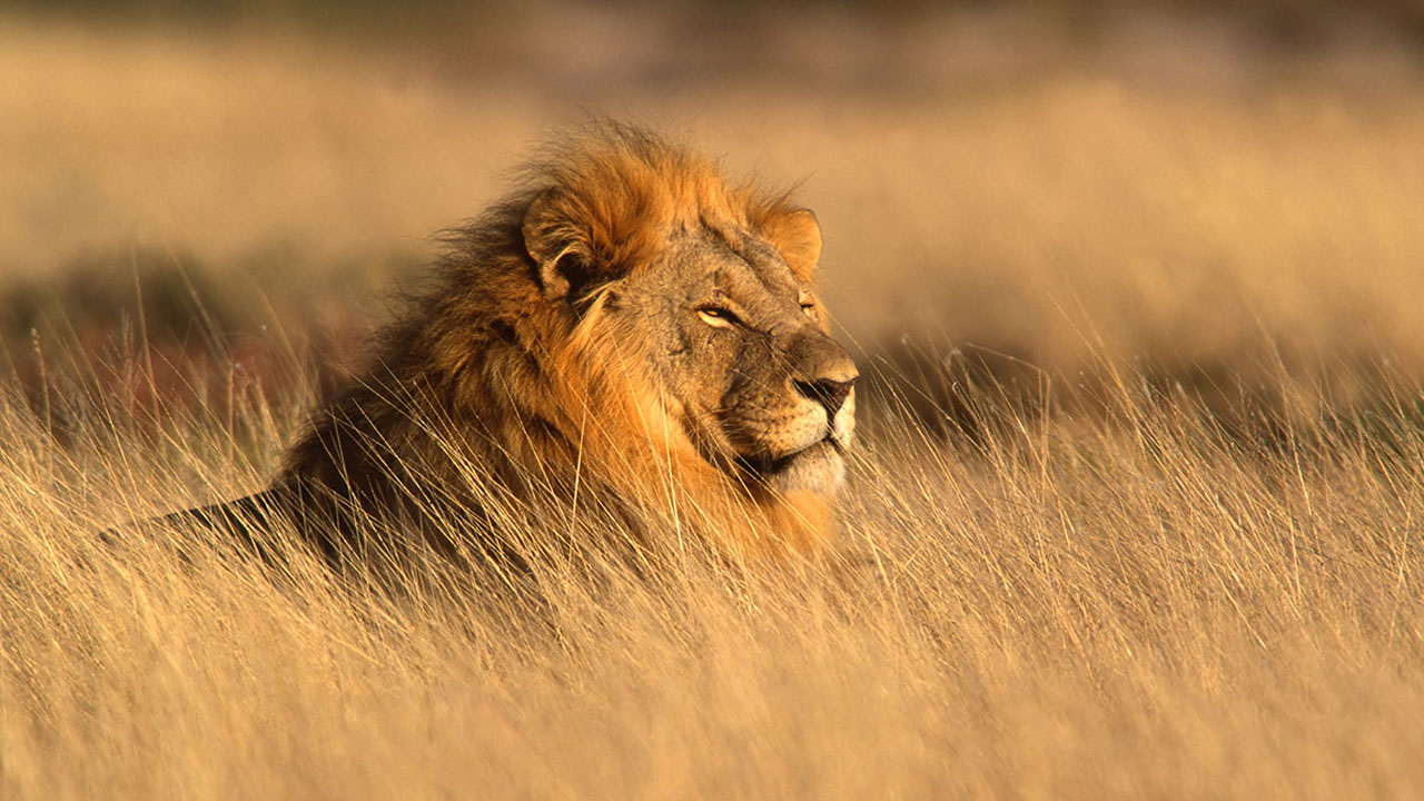 lion card