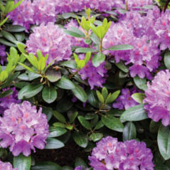 Devonian gardens