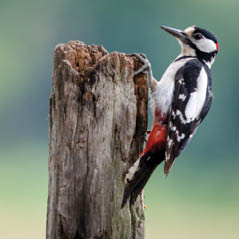 inglewood bird