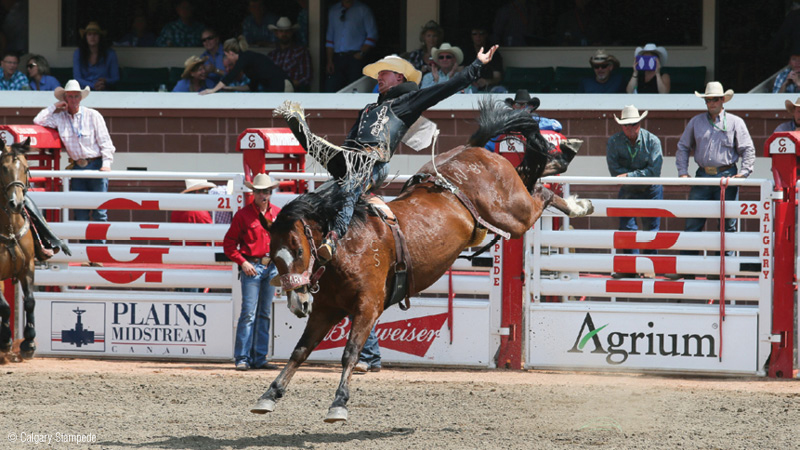 calgary stampede