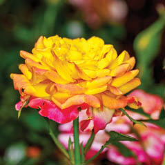 rose test garden