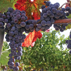 Willamette Valley