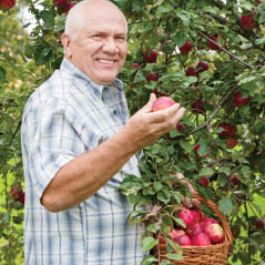 apple picking